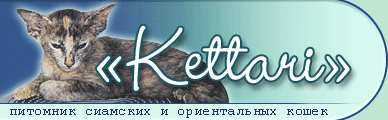 "Kettari" питомник сиамских и ориентальных кошек